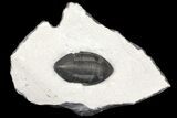 Inflated Isotelus Trilobite - Walcott-Rust Quarry, NY #163455-1
